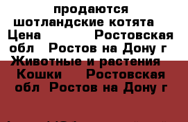 продаются шотландские котята  › Цена ­ 2 500 - Ростовская обл., Ростов-на-Дону г. Животные и растения » Кошки   . Ростовская обл.,Ростов-на-Дону г.